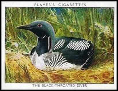 6 The Black Throated Diver